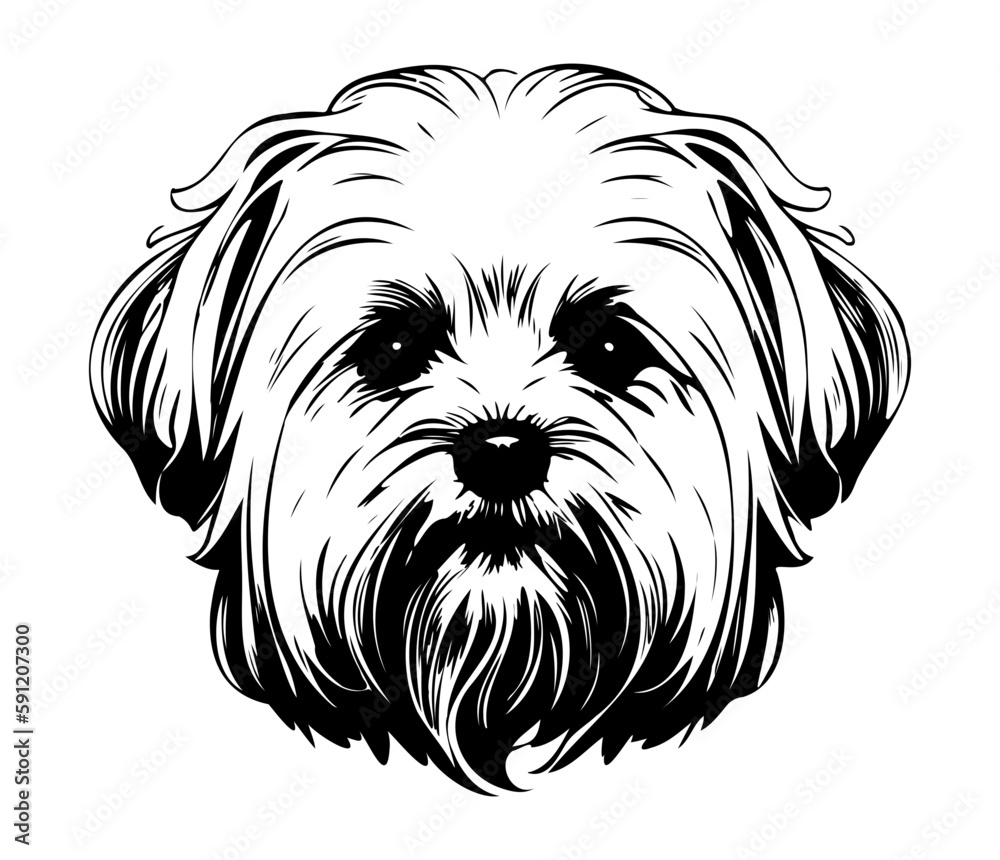 Maltese, Silhouettes Dog Face SVG, black and white Maltese vector