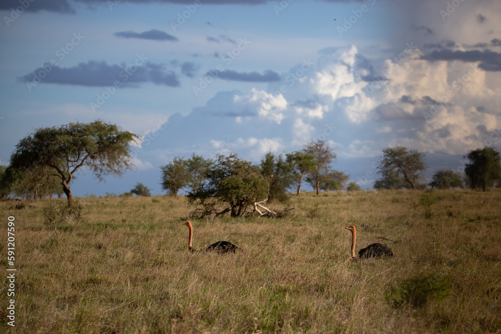 Ostrich in the savannah of Africa. Safari in Kenya
