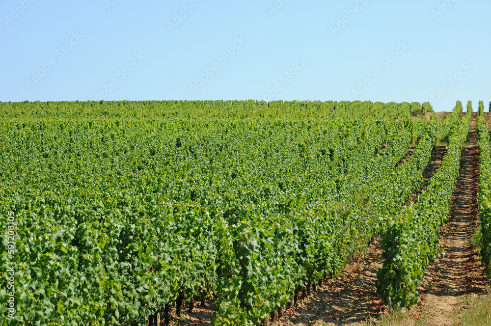 France, the vineyard of Sauternais in summer