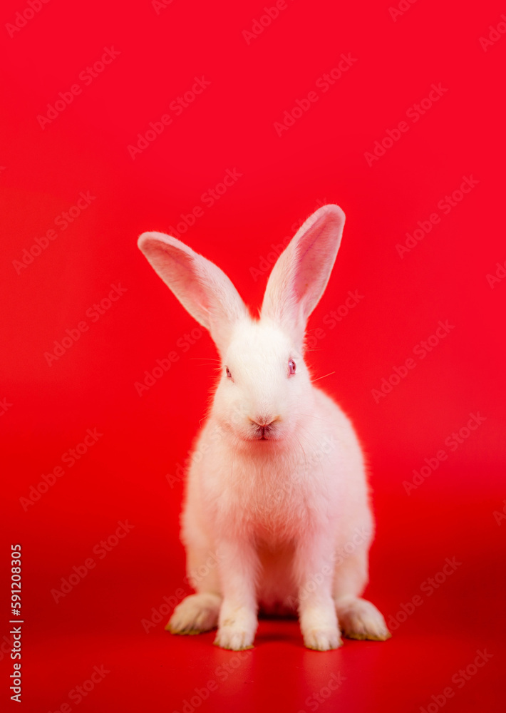 Fototapeta premium White bunny portrait on red background with copyspace. easter bunny portrait on festive red background.