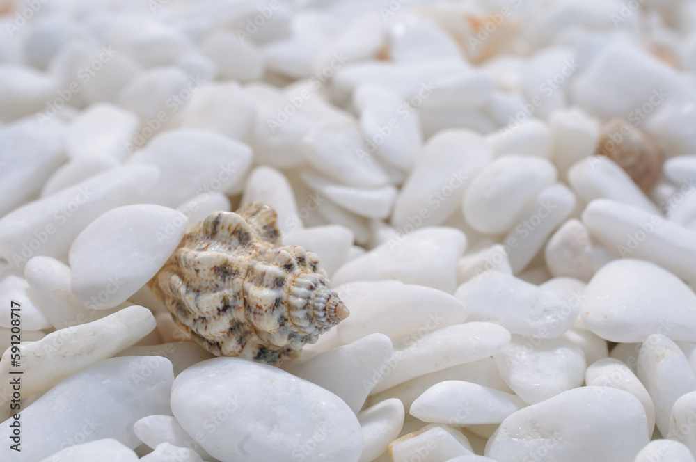 Many well polished little mainly white stones with motley seashell on foreground close up view