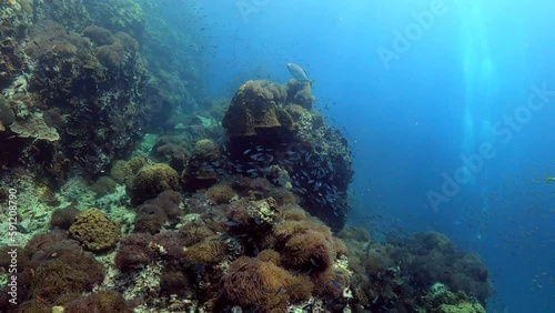 Wallpaper Mural Under water film - Sail Rock island - Thailand - coral rock reef with many small blue fusilier fish swimming around the rock Torontodigital.ca