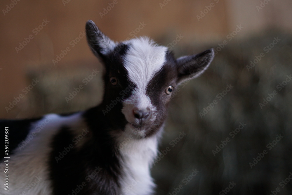 Brown and white baby goat kid