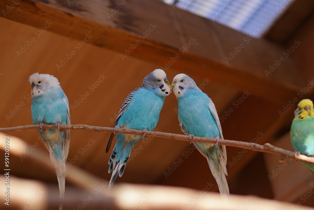 Obraz premium Lovebirds, blue budgies kissing