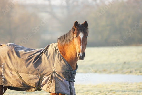 Horses wearing turnout rugs in winter grass pasture