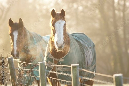 Horses wearing turnout rugs in winter grass pasture