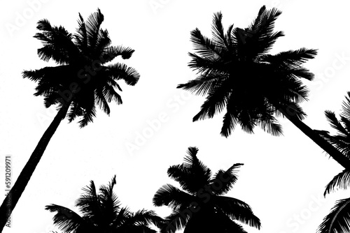 silhouette palm tree png transparent