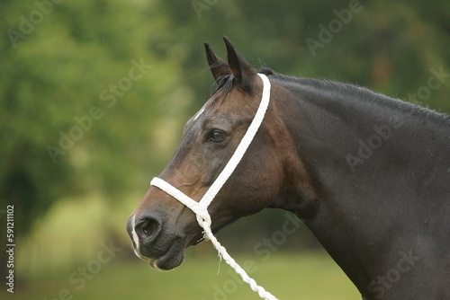 Welsh cob horse wearing white halter