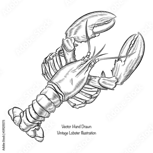 hand drawn sketch lobster illustration. Vintage seafood vector design
