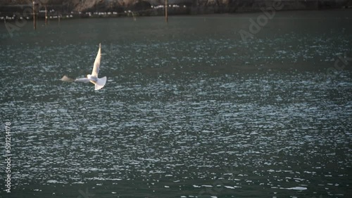 Seagull caught a fish in the river. Little Gull wild bird swim and hunt in water, living in natural habitat photo