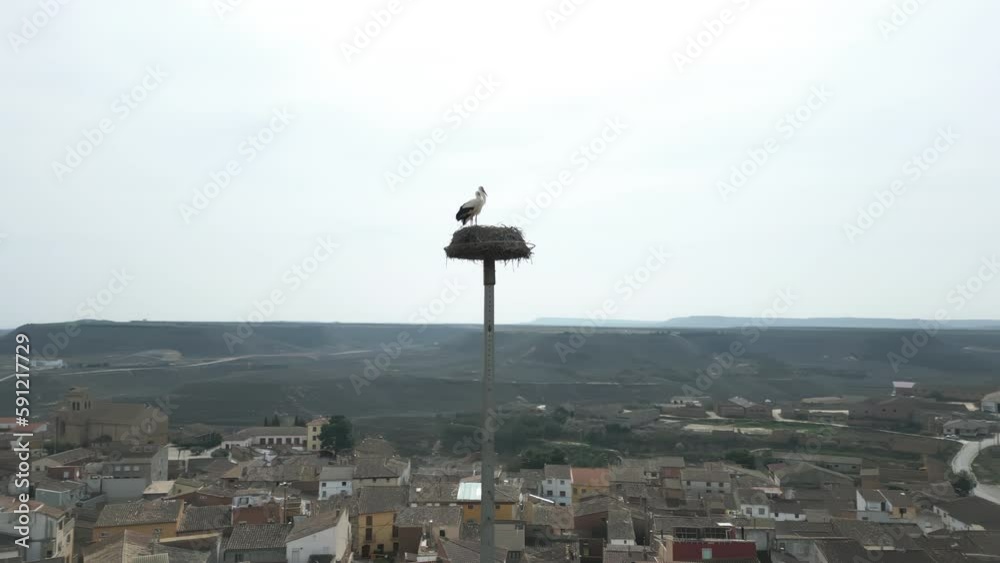 Aerial shot orbiting Pair Of Storks Sits In a big Nest On top of Utility Pole Aerial shot orbiting Pair Of Storks Sits In a big Nest On top of Utility Pole