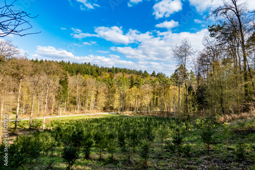 Neuanpflanzung nach Abholzung im Mischwald