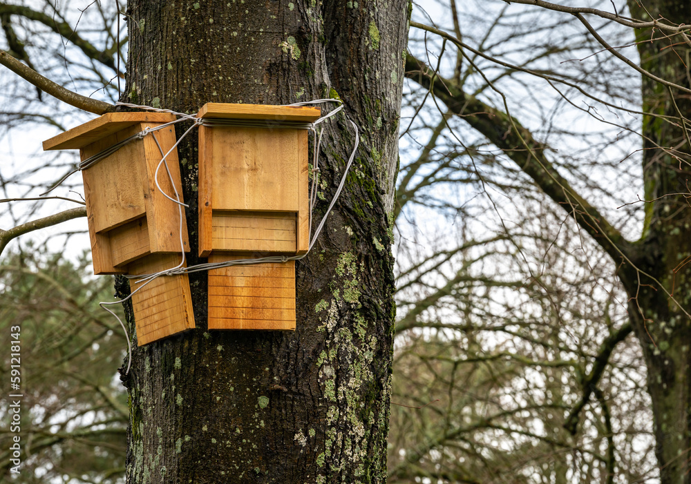 Bat boxes in the tree, wildlife protection and conservation