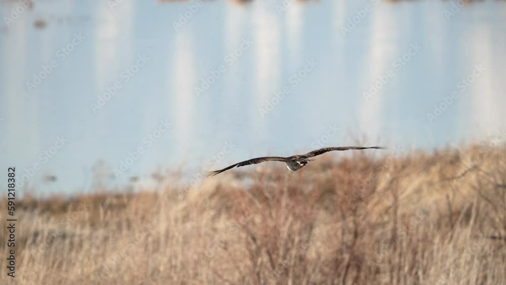 Osprey gliding down towards Utah Lake on sunny day. Osprey gliding down towards Utah Lake on sunny day.