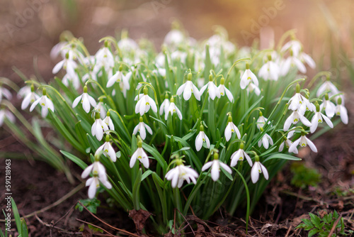 The first snowdrops in spring. Spring primroses  snowdrops in the garden  sunlight. Blossoming of a large bouquet of white flowers.