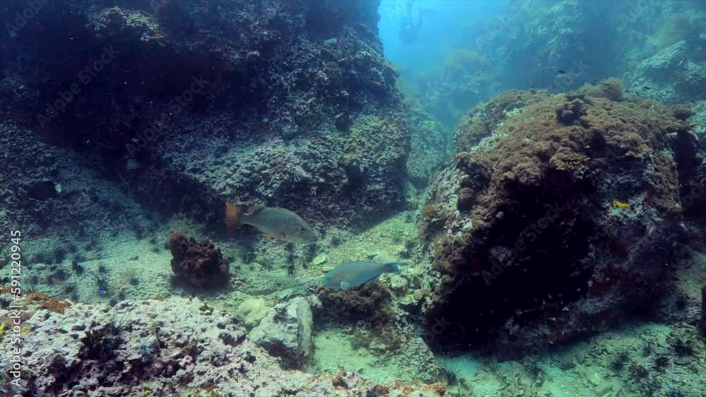 Under water film - Sail Rock island - Thailand - Tropical Snapper fish swims over corals and camera pans left with the fish Under water film - Sail Rock island - Thailand - Tropical Snapper fish swims over corals and camera pans left with the fish