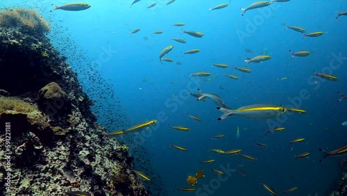 Under water film - Sail Rock island - Thailand - Yellow back fusiliers in large numbers swims in front of the camera - flanked by a steep coral rock formation photo