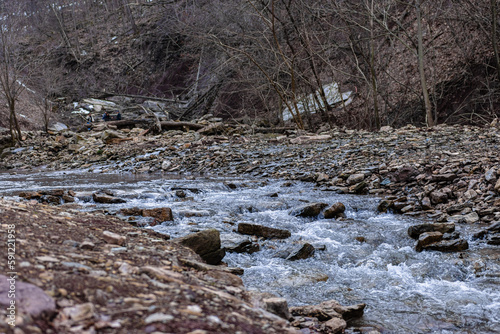 river in the forest