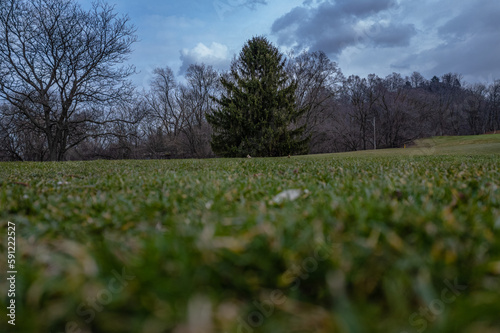 field of grass