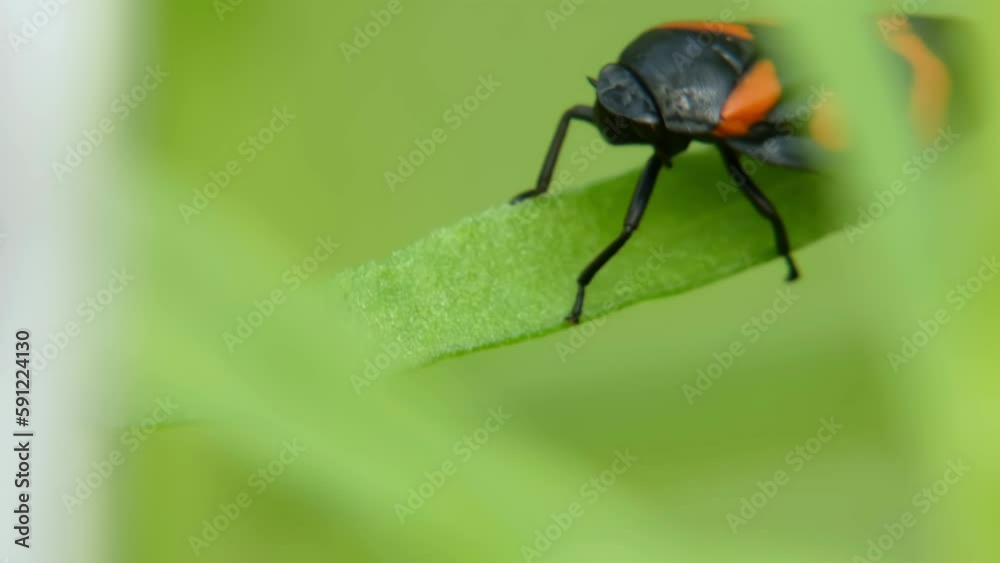 Red-black jumping insect Froghopper (Cercopis Vulnerata) on an tarragon plant. Garden pest Leafhopper on green herbs close-up sucking plant juices, secreting, moves, jumps Red-black jumping insect Froghopper (Cercopis Vulnerata) on an tarragon plant. Garden pest Leafhopper on green herbs close-up sucking plant juices, secreting, moves, jumps