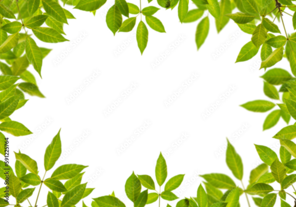 Botany green leaves round frame png form 