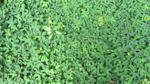 Arachis repens ornamental ground small plant outdoor green plant for a garden