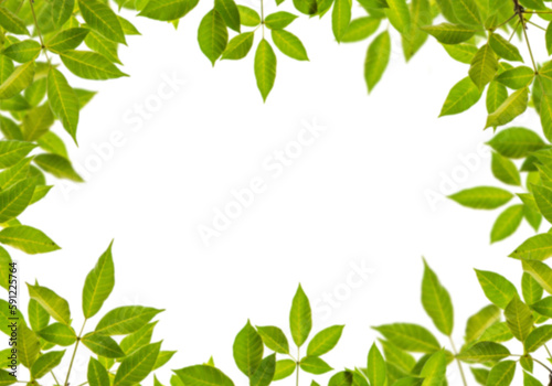 Botany green leaves round frame png form 