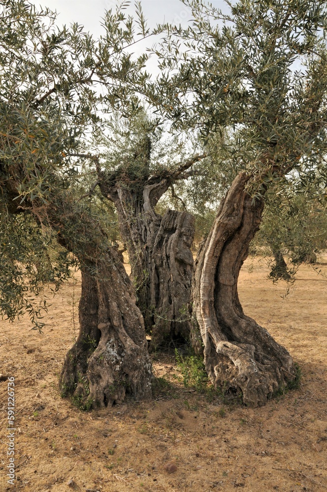 Tronco de olivo dividido en tres