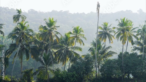 tropical jungle with large green palm trees