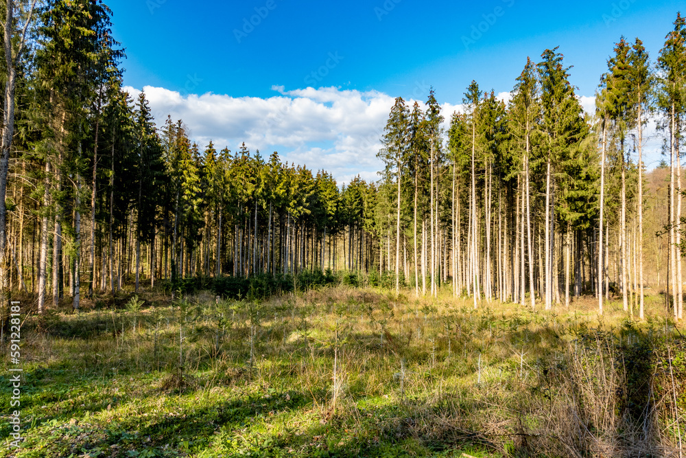 Neuanpflanzung nach Abholzung im Mischwald im Frühjahr Neuanpflanzung nach Abholzung im Mischwald im Frühjahr