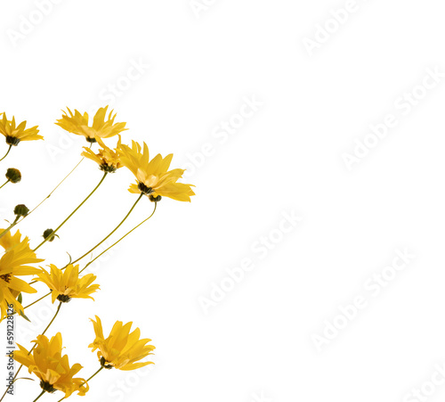 Yellow flowers isolated, png format. Design element
