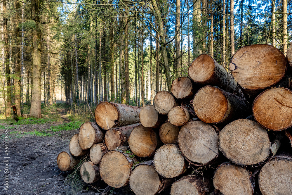 Gestapelte und markierte Baumstämme nach Abholzung im Wald Gestapelte und markierte Baumstämme nach Abholzung im Wald