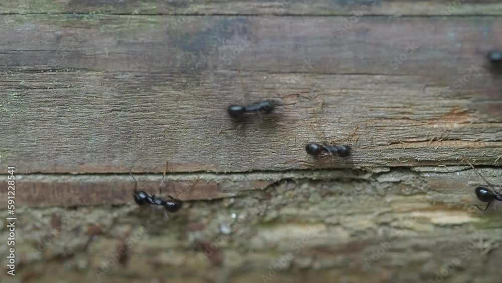 A look into a day in the life of a worker ant