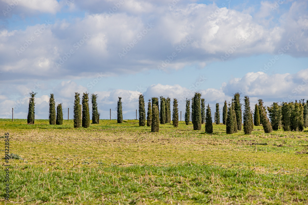 Dutch meadow with growing cypress trees against blue sky covered with clouds, agricultural land with large esplanade with green grass and small elongated trees, sunny day in South Limburg, Netherlands