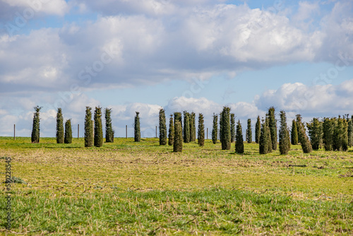 Dutch meadow with growing cypress trees against blue sky covered with clouds  agricultural land with large esplanade with green grass and small elongated trees  sunny day in South Limburg  Netherlands