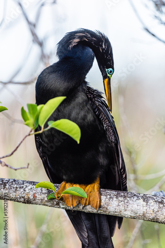 Εκτύπωση καμβά An anhinga or snake bird sits on a branch preening itself as the day nears an