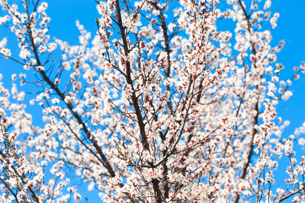 Blossom tree over nature background. spring flowers. spring background. Blurred concept. Natural background. Apricot flowers Blossom tree over nature background. spring flowers. spring background. Blurred concept. Natural background. Apricot flowers