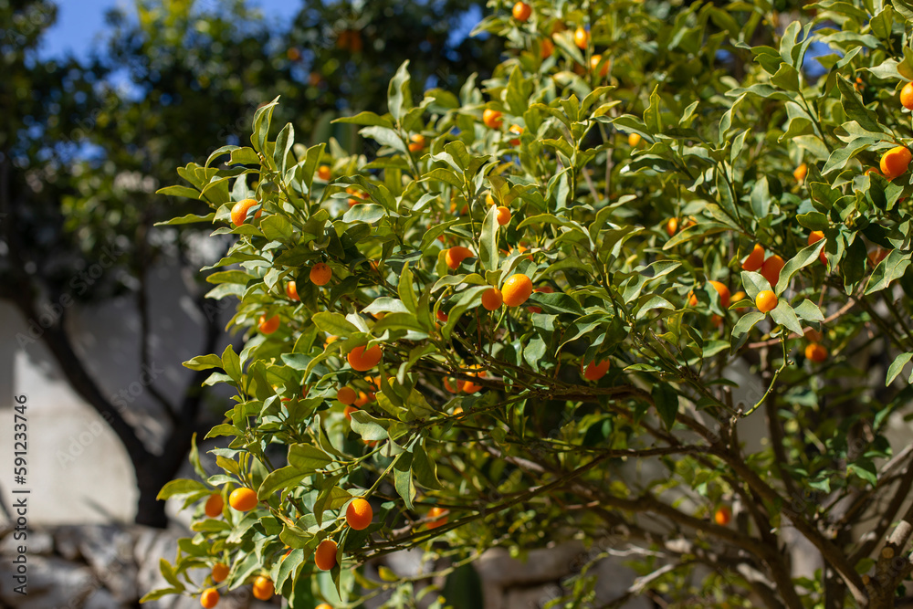 Kumquat fruits on the tree against blurred background