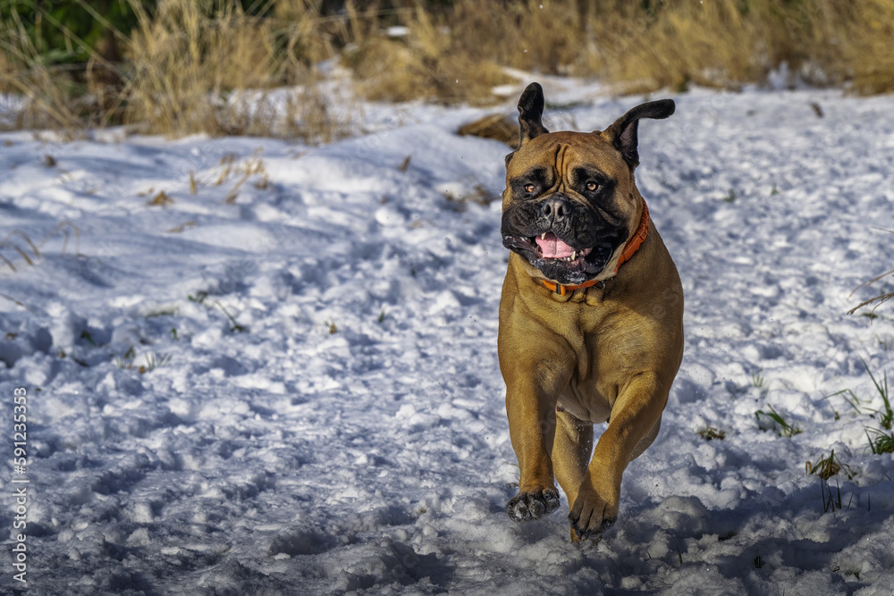 2022-01-10 LARGE BULMASTIFF RUNNING NAD JUMPING IN THE SNOW WITH NICE EYES ADN EARS FLAPPING