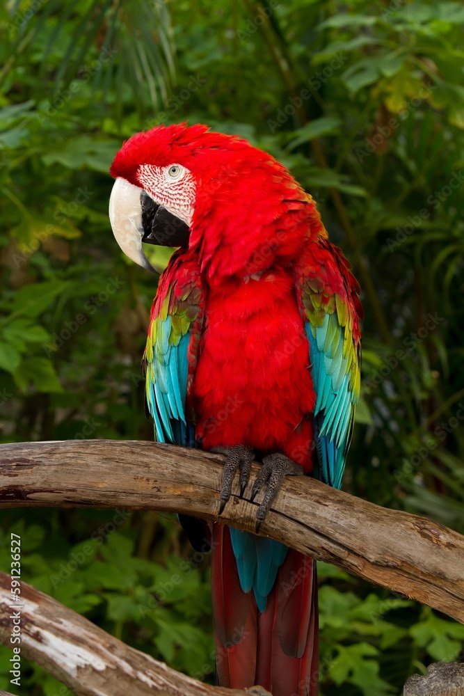 A green-winged macaw, also known as the red-and-green macaw, is a large, mostly-red macaw of the Ara genus.