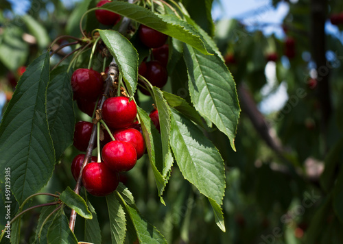 Branch of ripe cherries on a tree in a garden
