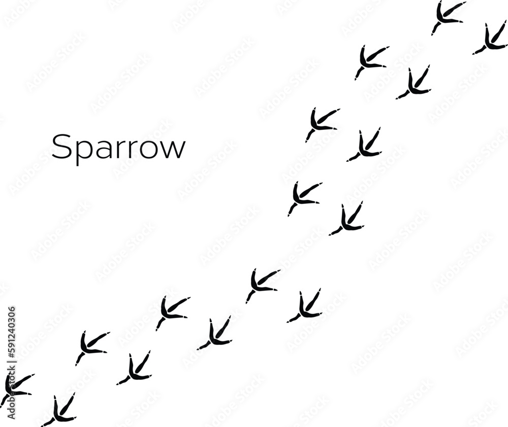 Fototapeta premium Vector black bird paw steps road isolated on white background