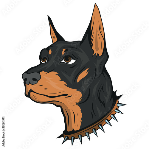 Doberman. Vector illustration of  purebred pet. Dog's head with spiked collar.