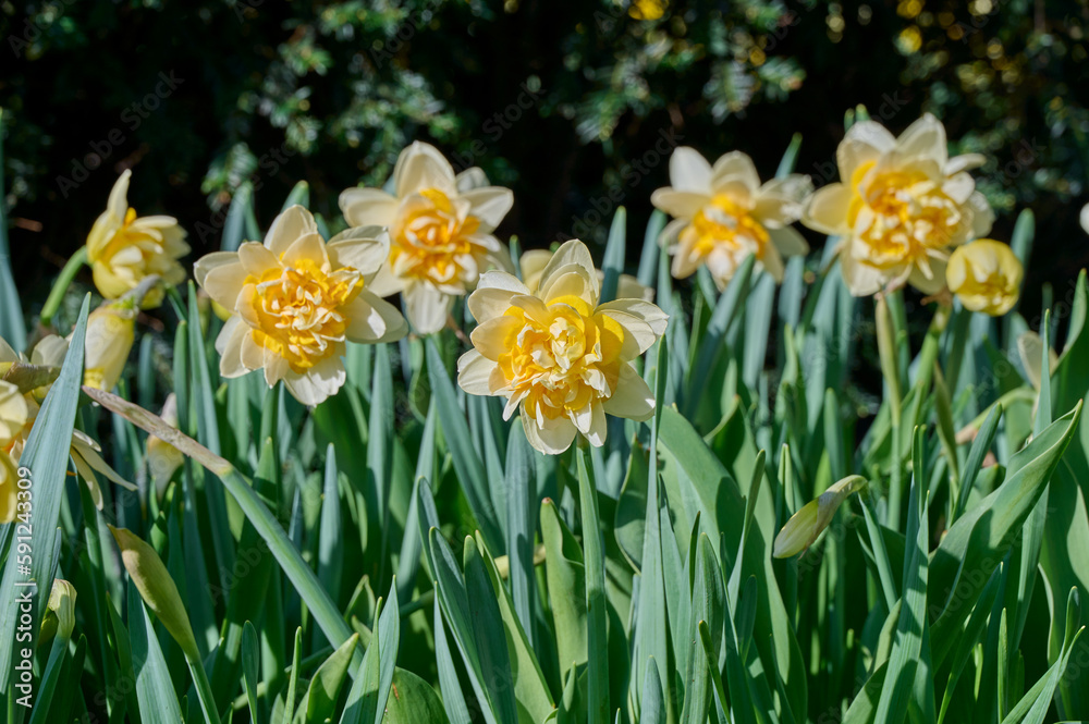 Fototapeta premium yellow, white daffodil mount hood with lots of leaves and a sun