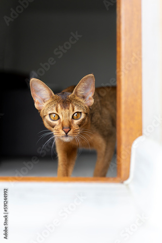 The purebred ginger abyssinian cat peeks out from behind the door in the room. Copy space. Red kitten sneaks quietly. © Тарас Белецкий