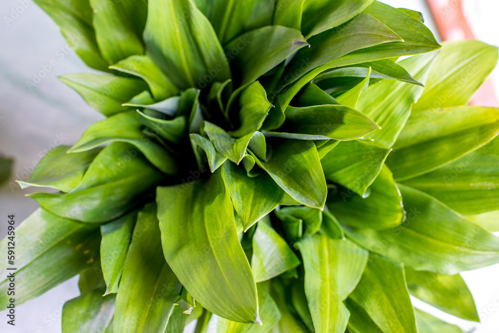 Wild garlic. Wild garlic on a wooden board on a table. Wild garlic. Wild garlic on a wooden board on a table.