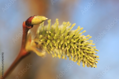 bud of a willow