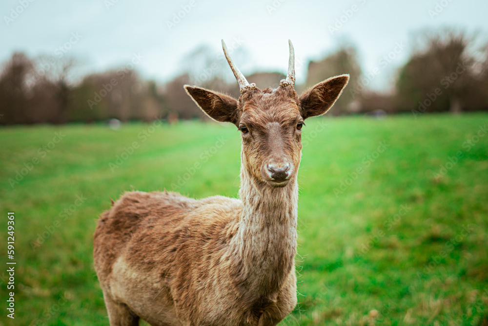 Deer on the park Deer on the park