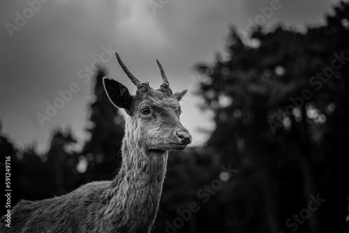 Deer on the park
