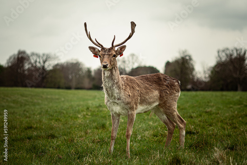 Deer on the park